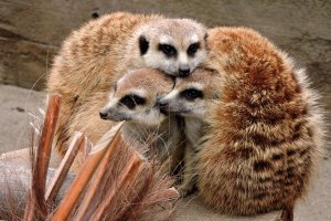 A huddle of meerkats