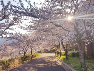 Beautiful springtime cherry blossom trees.