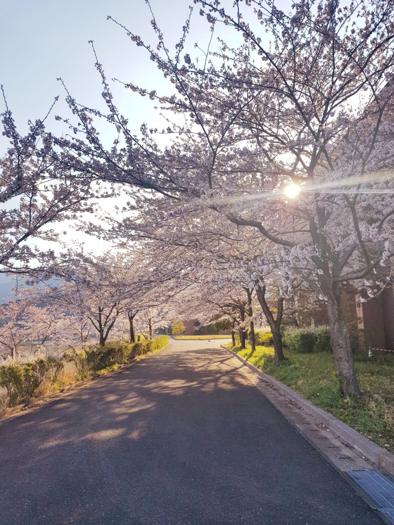 Beautiful springtime cherry blossom trees.