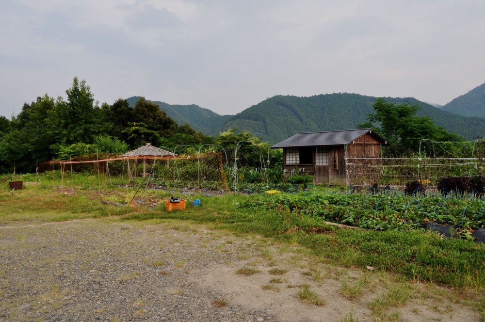 The egg farm is located on a hill and a 10 minutes drive by car from Hongu