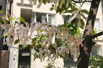 Wishes tied to a tree