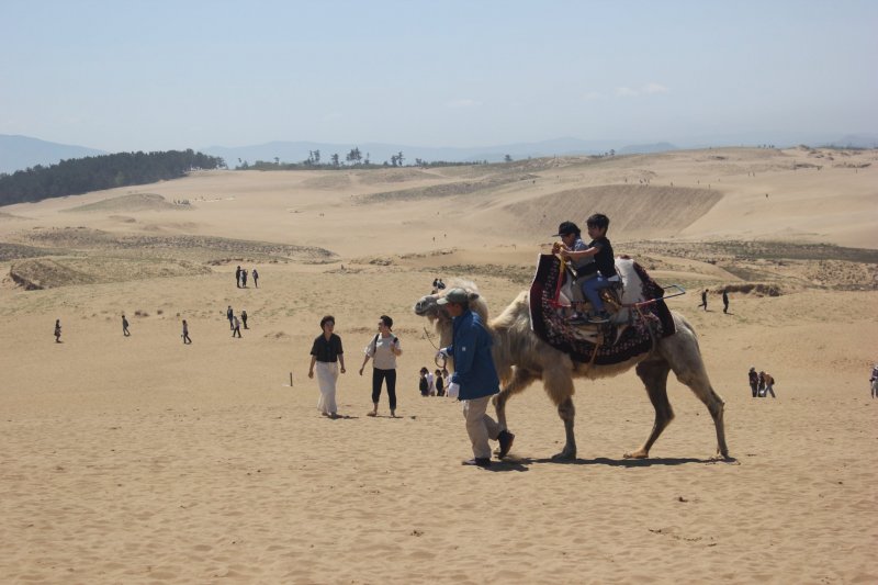 Camel rides 
