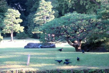 Crows inhabiting Rikugien