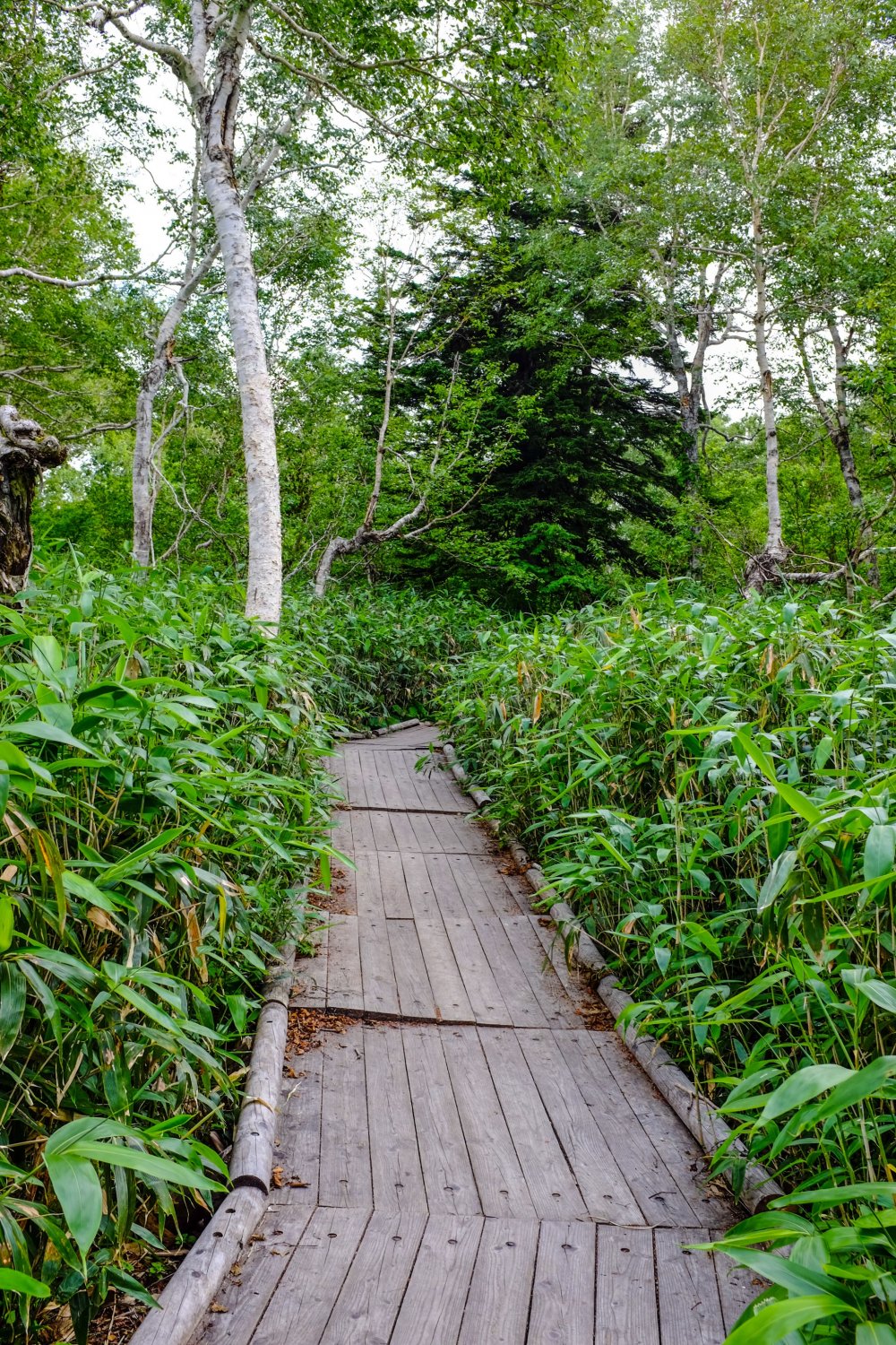 The raised wooden board walk makes you feel right in the heart of nature