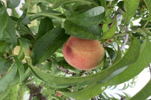 A juicy peach hanging from its tree