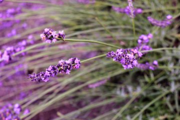 Lavender at about 70% bloom