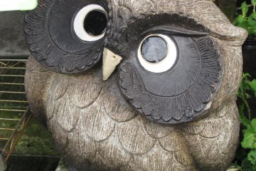 Fukuro owl