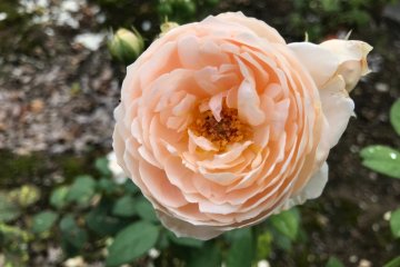 One of the pretty rose varieties on display