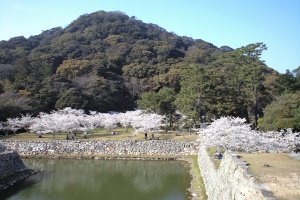 Hagi castle town with cherry blossoms