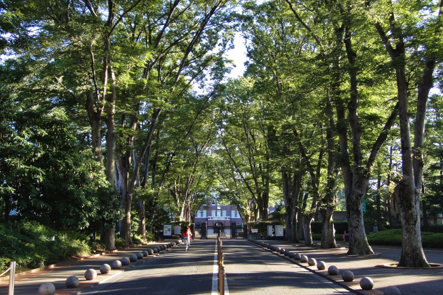 Zelkova-lined road at Seikei Gakuen