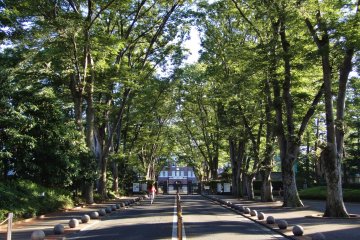 The Zelkova Trees of Seikei University