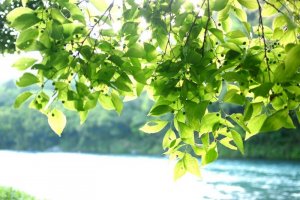 Shimanto River: green & blue