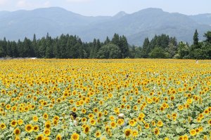 Sunflower fields with a beautiful mountainous backdrop