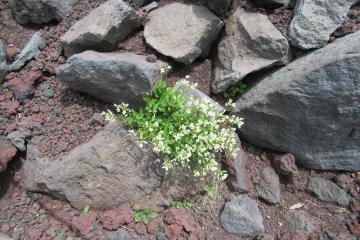Flowers growing on stones