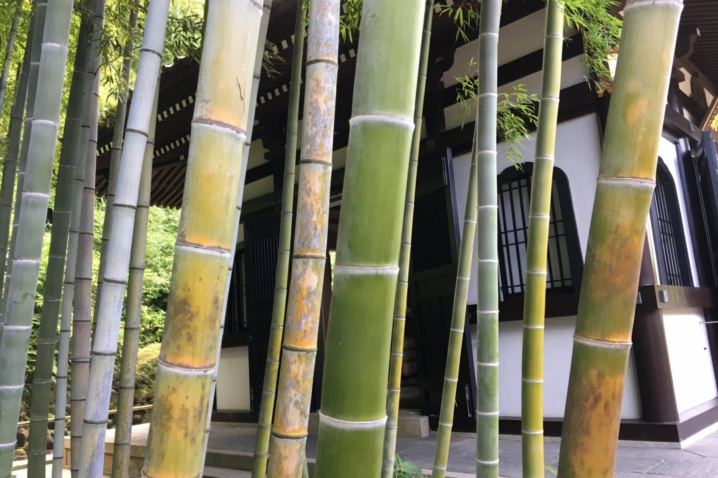 What difference does a bamboo grove make? A temple without bamboos seemed unimaginable