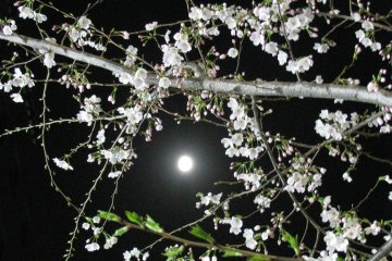 Чудесный вид луны и сакуры