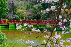 Flat Bridge during cherry blossom season