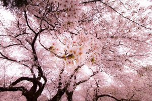 2020 Cherry Blossom Forecast