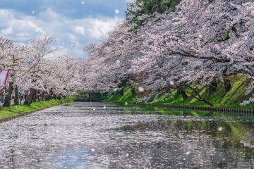 2020 Cherry Blossom Forecast