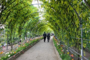 The arches of fuji (wisteria) in Ashikaga Flower Park