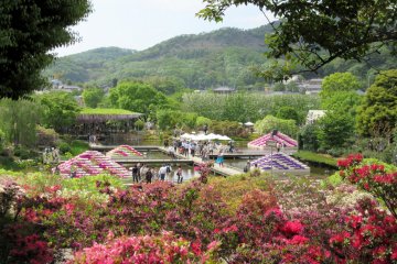 Цветочный рай в парке Асикага