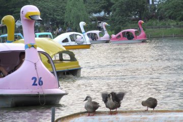 В парках можно покататься на педальных лодках в виде лебедей