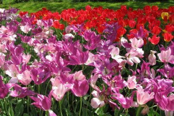 В апреле можно увидеть поля тюльпанов