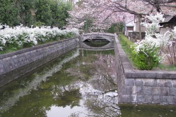 Парк Коганэй весной, Токио