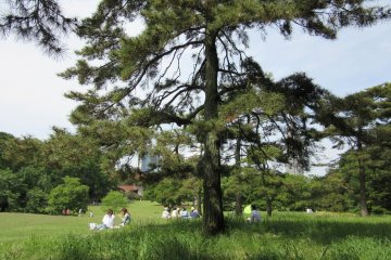 On a warm sunny day many people go out for picnics in parks