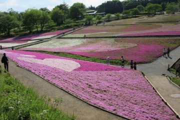 Pink flower beds in Hitsujiyama Park, Tokyo 