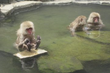 Monkeys enjoy onsen in the same way as people!