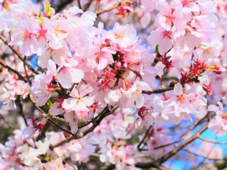 Pretty cherry blossoms