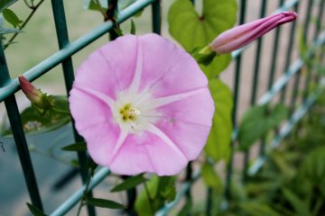 <p>Flor de Ajisai abri&eacute;ndo cerca de los campos de Tennis por el parque memorial Arisugawa</p>