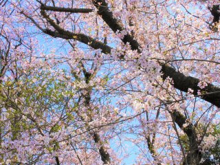 聖跡桜ケ丘の桜