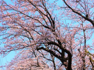 満開に咲き誇る桜