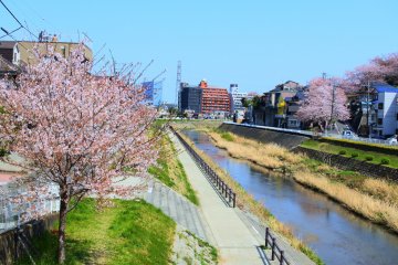 The cherry blossoms along the Tama River