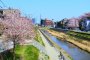 The Cherry Blossoms of Seiseki-Sakuragaoka