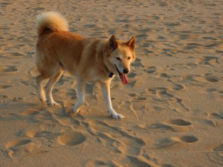 Les chiens sont autoris&eacute;s dans les dunes, mais n&rsquo;oubliez pas de nettoyer derri&egrave;re eux!