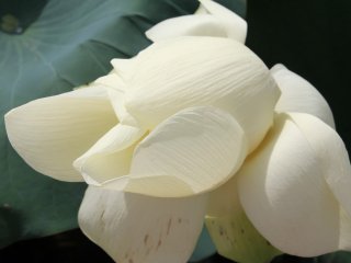 Beratnya kelopak bunga putih ini dan posisinya yang ada di air membuatnya sulit difoto.