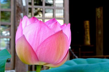 Цветок лотоса на фоне маленького храма &quot;Щигетсу-дэн&quot;