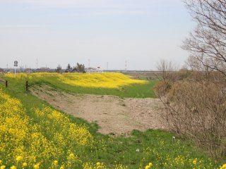 Part of the embankment, and hence the rapeseed, ravaged by typhoon Hagibis in 2019