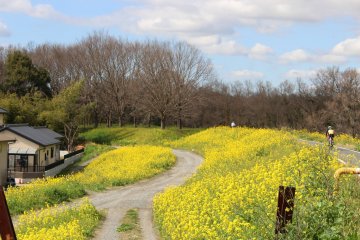 On the Ageo end of the Arakawa embankment in Kawajima there is a nature restoration area with a forest. 