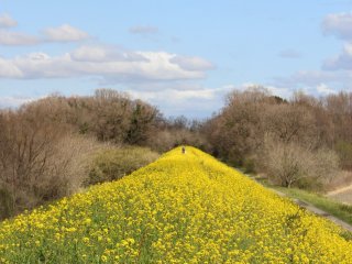 An embankment of rapeseed off the main path