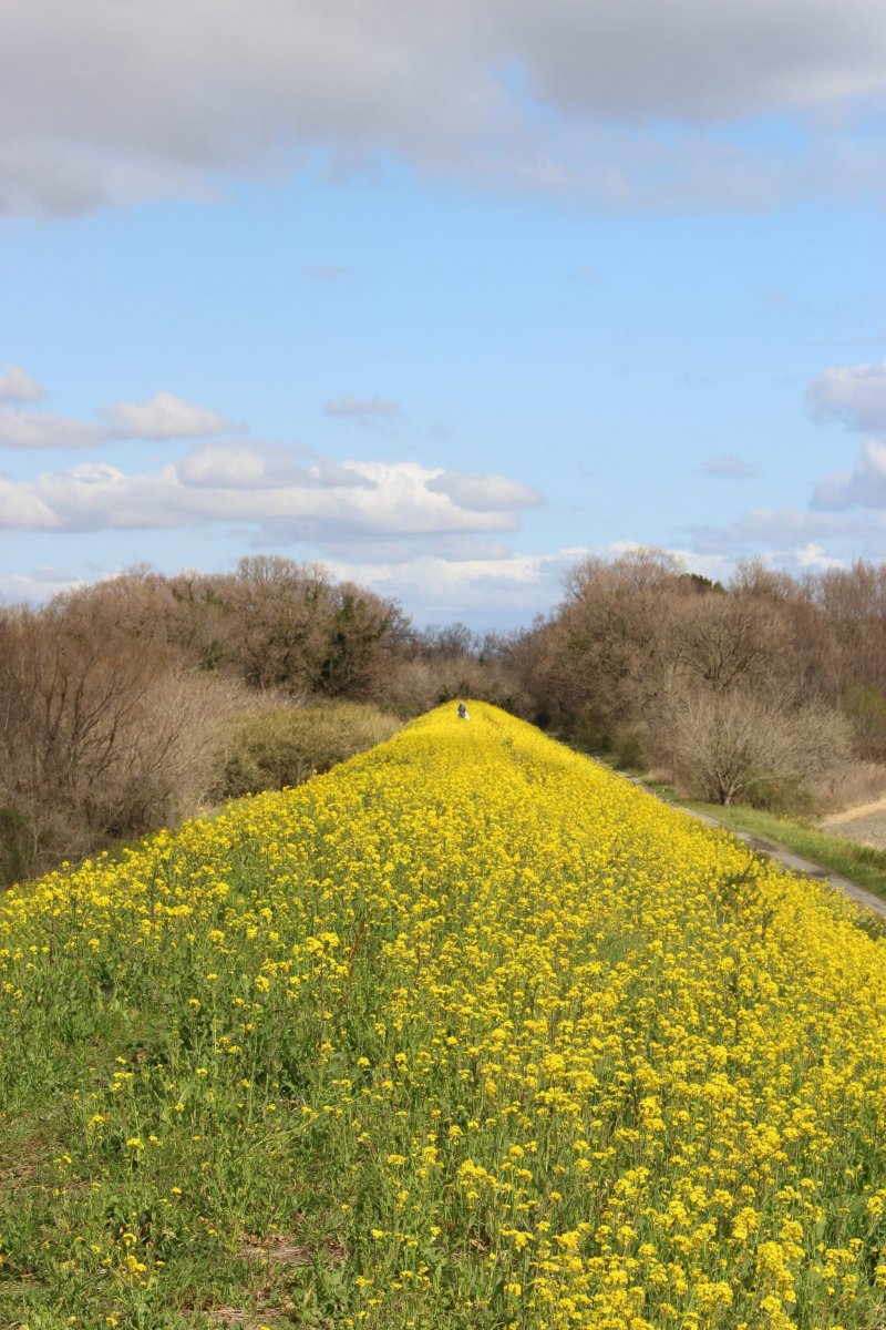 An embankment of rapeseed off the main path
