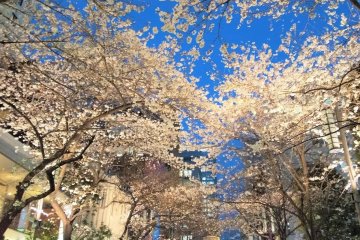 The illuminated cherry blossoms