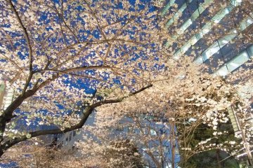 The nighttime cherry blossoms 