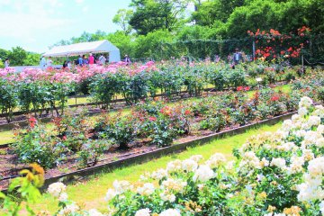 The Rose Garden of Peace