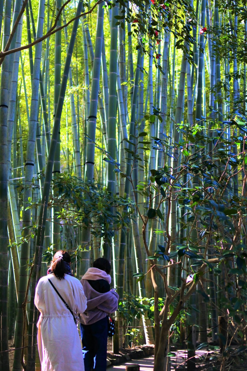 Another view of the scenery of the bamboo grove