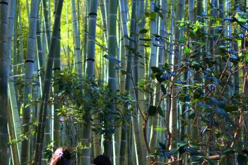 Another view of the scenery of the bamboo grove