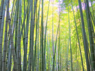 The beautiful scenery of the bamboo grove